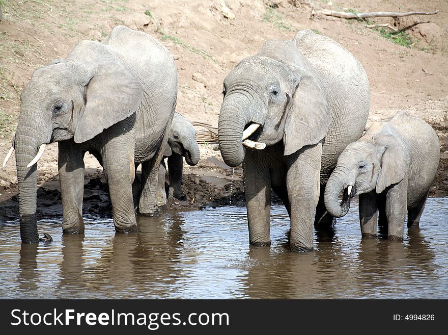 Elephant family drinking