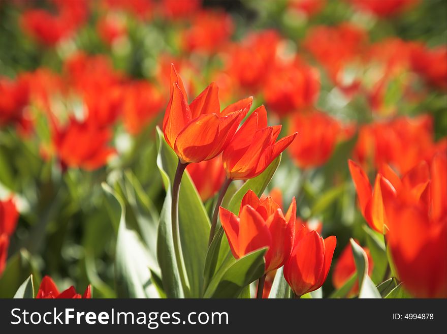 Spring. Glade of red tulips. Spring. Glade of red tulips.