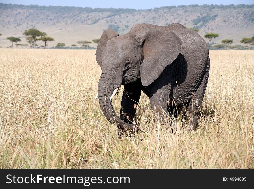 Young elephant in the grass
