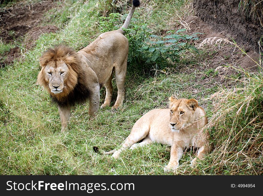 Lion and Lioness on the grasslands of the Masai Mara Reserve in Kenya