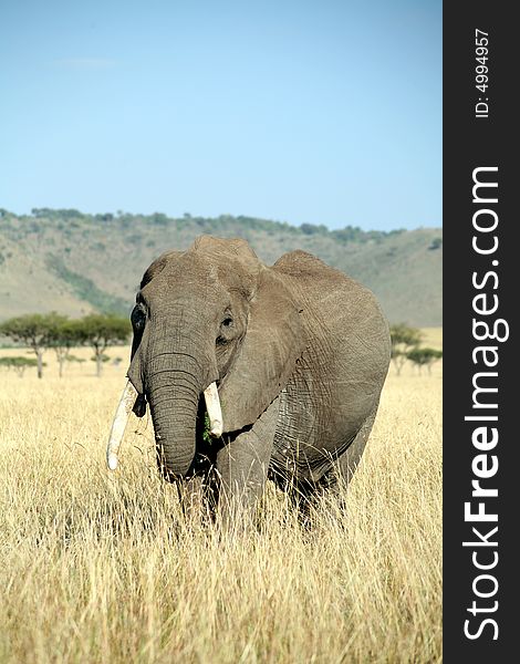 Elephant eating grass in the Masai Mara Reserve (Kenya)