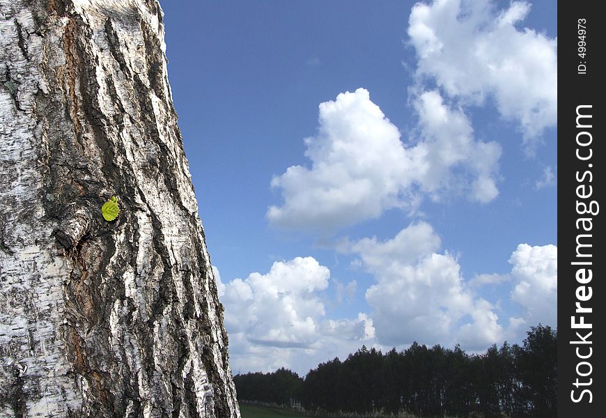 Leaf node and sky