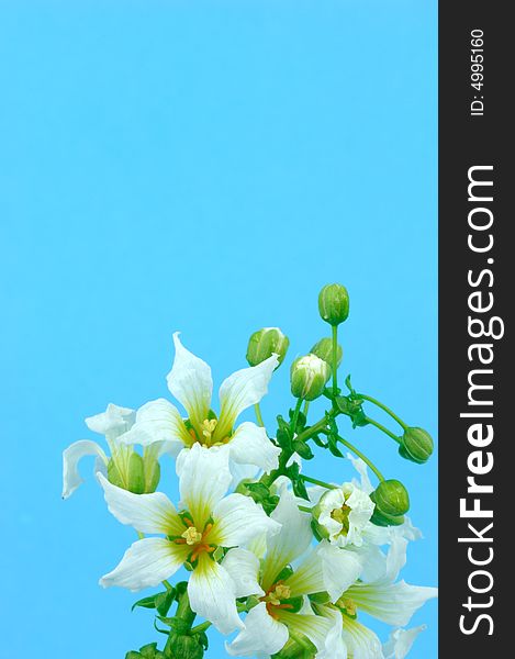 The simple and elegant flowers in blue background.(vertical composition of a picture). The simple and elegant flowers in blue background.(vertical composition of a picture)