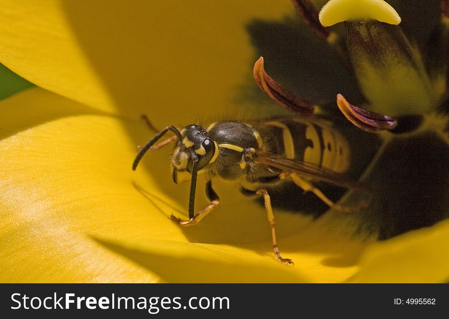 A wasp hiding in a yellow tulip