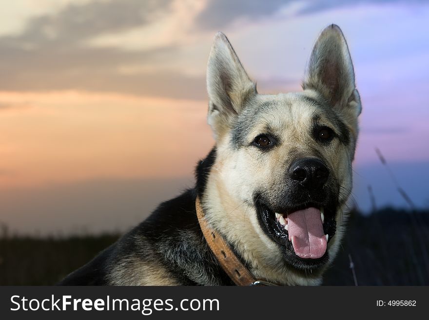 Alsatian dog smiling at field. Sunset.