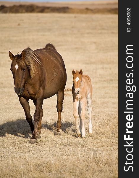 Quarter horse mare and foal walking in pasture