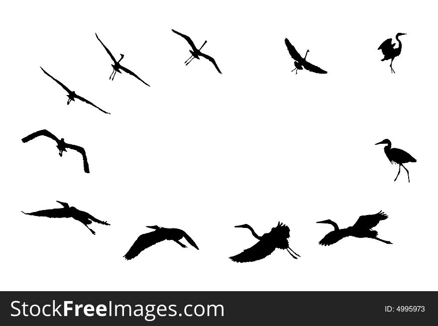 A isolated ilustration od a actual flight of a blue heron. A isolated ilustration od a actual flight of a blue heron