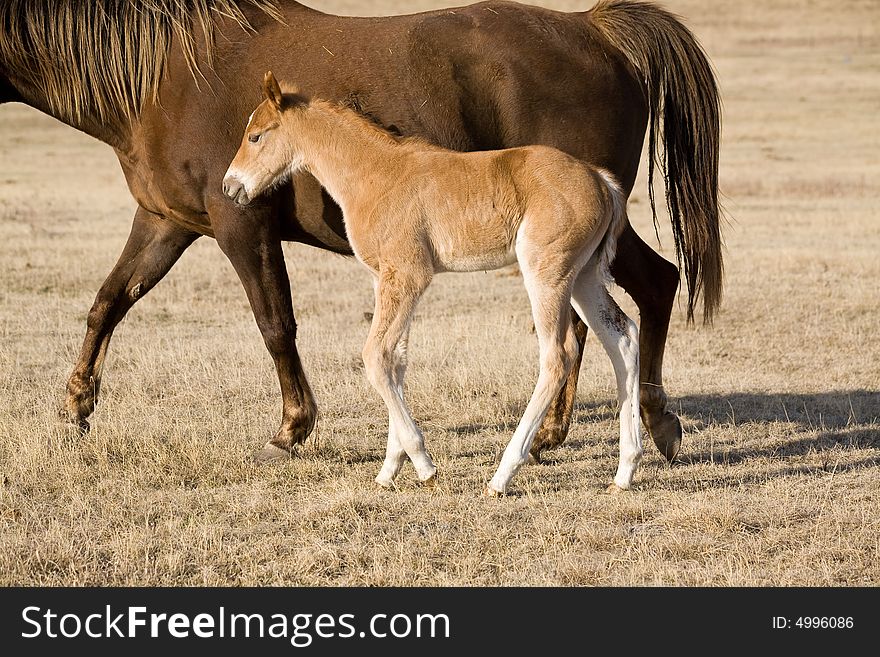 Quarter horse mare and foal walking in pasture