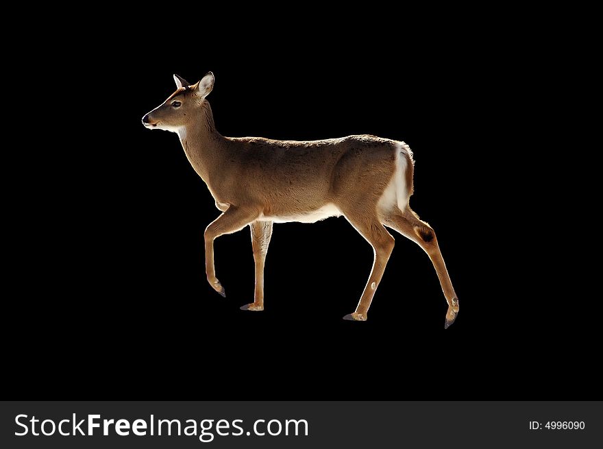 A isolated picture of a doe der on black background. A isolated picture of a doe der on black background