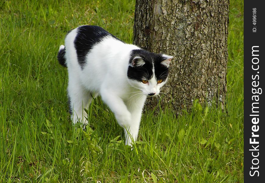 Black and White Cat on Hunt