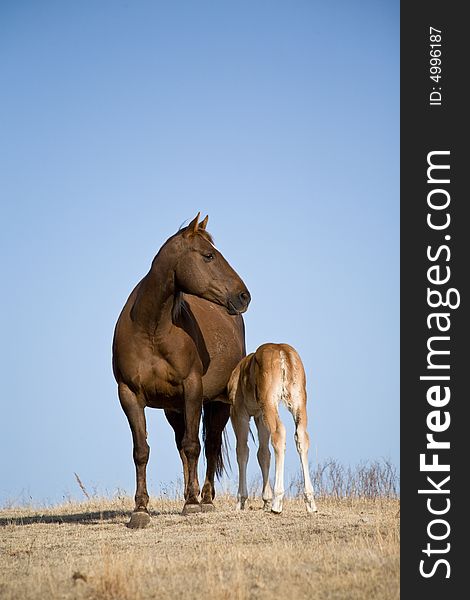 Quarter horse mare and foal walking in pasture