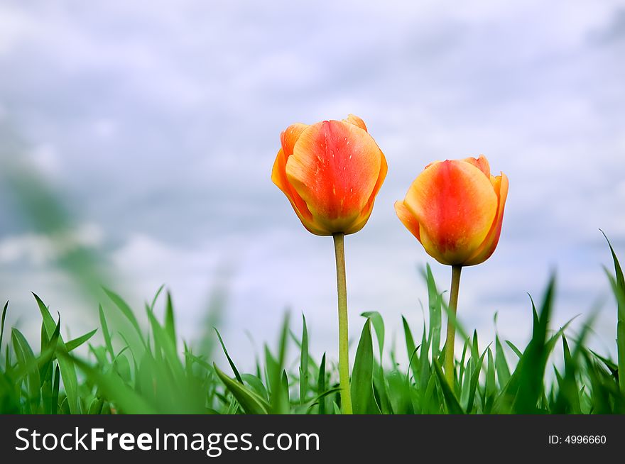 Two Romantic Tulips Growing In The Field