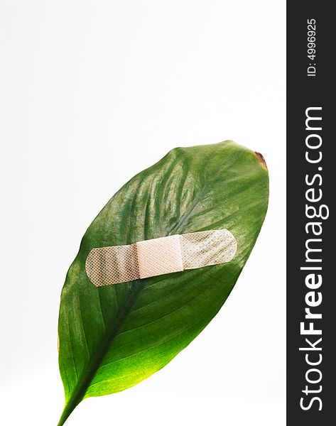 A band aid on a green leaf on white background. A band aid on a green leaf on white background.