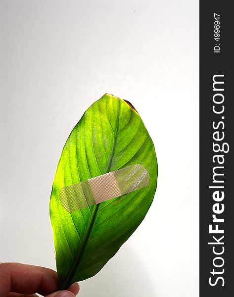 A band aid on a green leaf on white background. A band aid on a green leaf on white background.