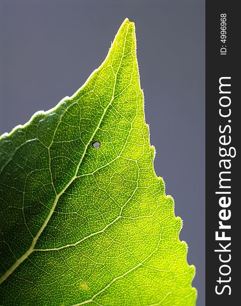 Close up macro of a leaf backlit. Close up macro of a leaf backlit.