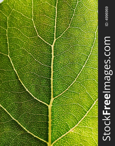 Close up macro of a leaf backlit. Close up macro of a leaf backlit.