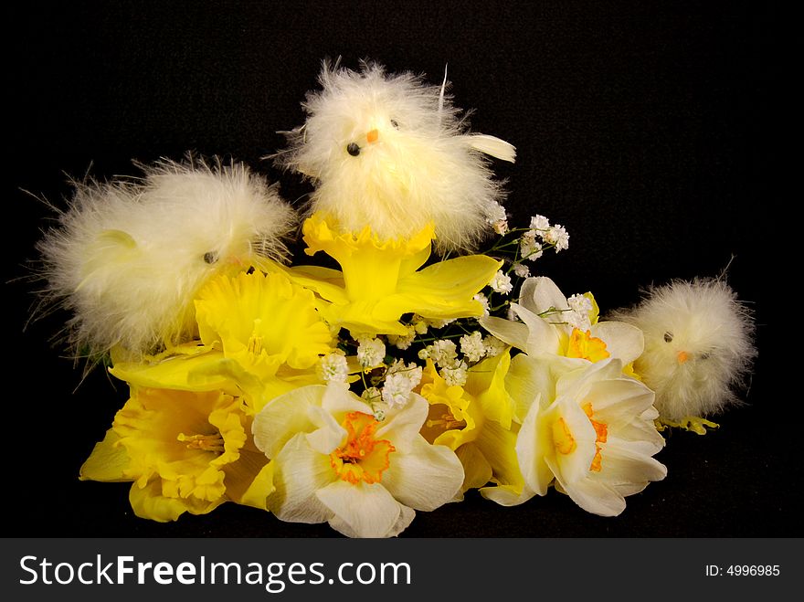 Baby chicks in spring daffodils. Baby chicks in spring daffodils.