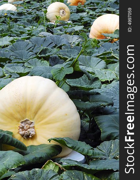 Pumpkin field with big pumpkins