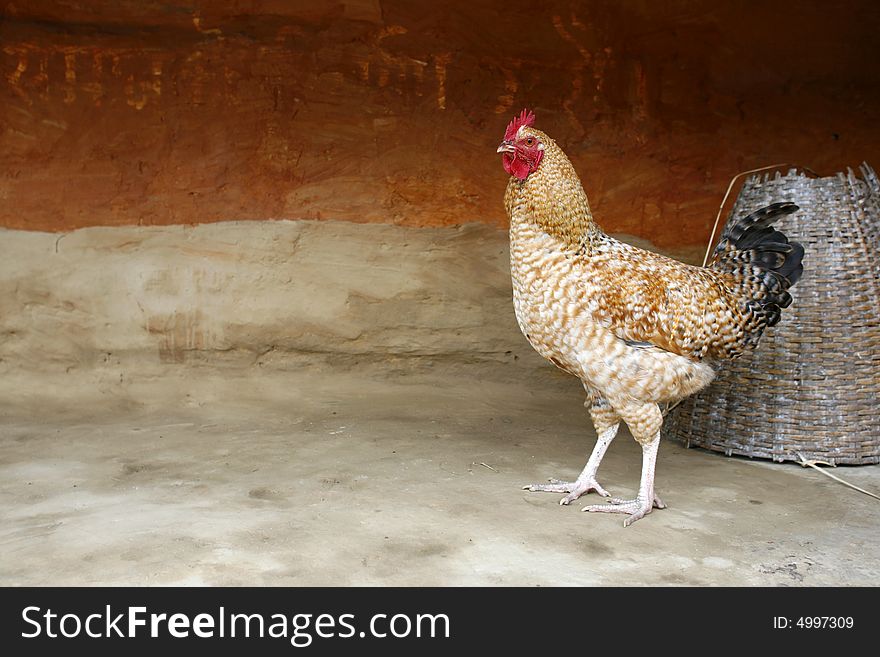 Beige coloured rooster standing in farm yard