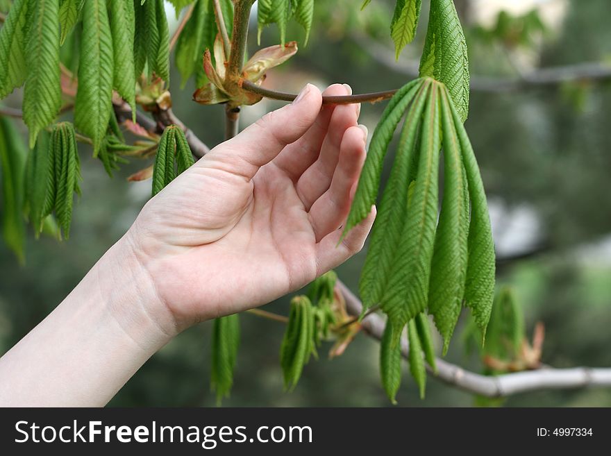 Fine female hand near leaflets of a tree in the spring