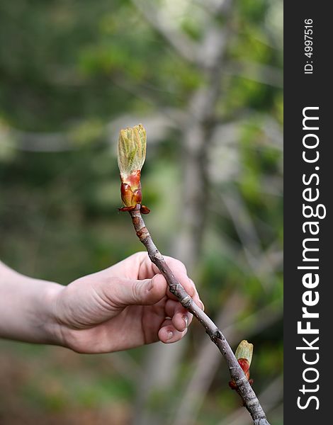 Fine female hand near leaflets of a tree in the spring
