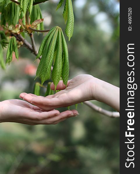 Fine female hands near leaflets of a tree in the spring