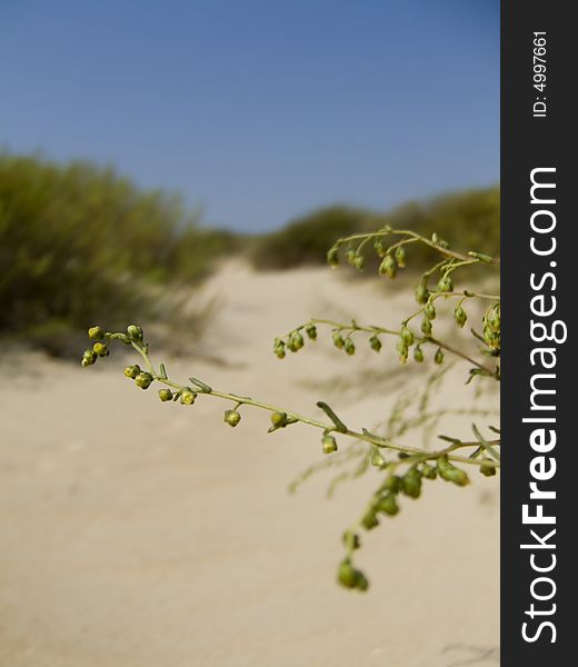 subtropical landscape near Black Sea with sand, low shrub and clear blue sky. subtropical landscape near Black Sea with sand, low shrub and clear blue sky