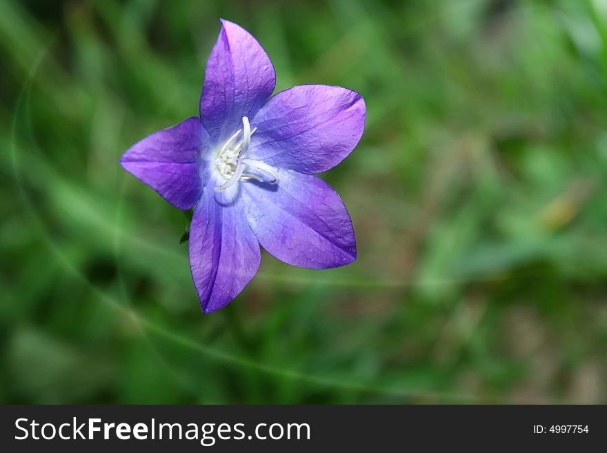 Cute flower, with depth of field. Cute flower, with depth of field.