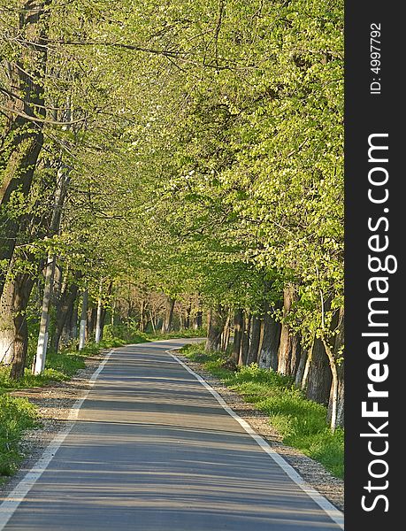 Road In A Summer Park