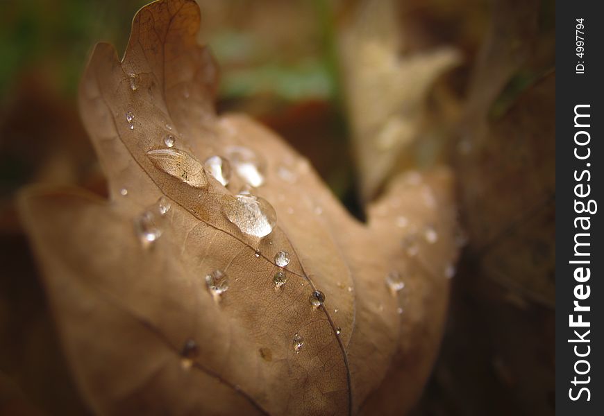 Leaf, close-up, with dew drops in autumnal color. Leaf, close-up, with dew drops in autumnal color