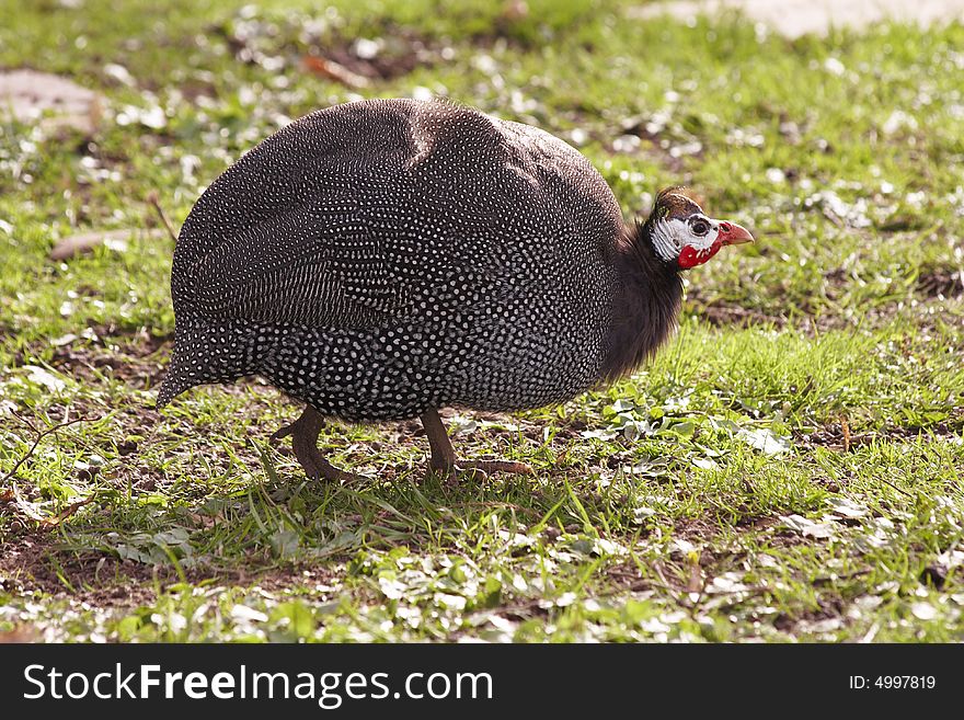 Guinea fowl in a zoological garden near Basel, Switzerland