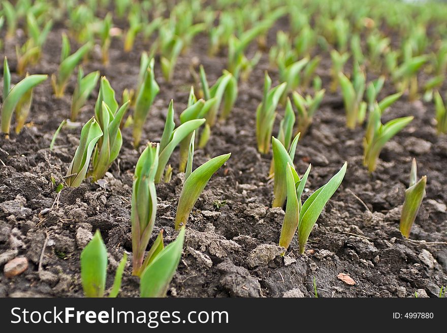 Close-up of field with small planting of flowers. Close-up of field with small planting of flowers