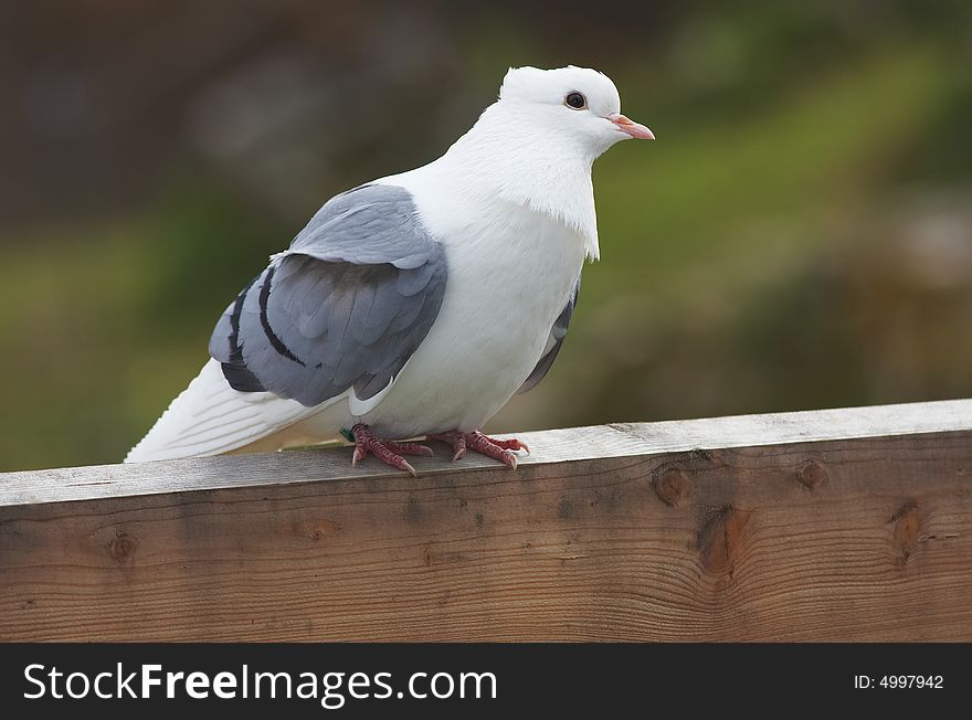 Berner Lerche, a beautiful dove sitting on a plank.