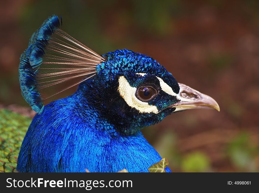 Portrait of Pavo cristatus, Indian or Blue Peafowl. Portrait of Pavo cristatus, Indian or Blue Peafowl.