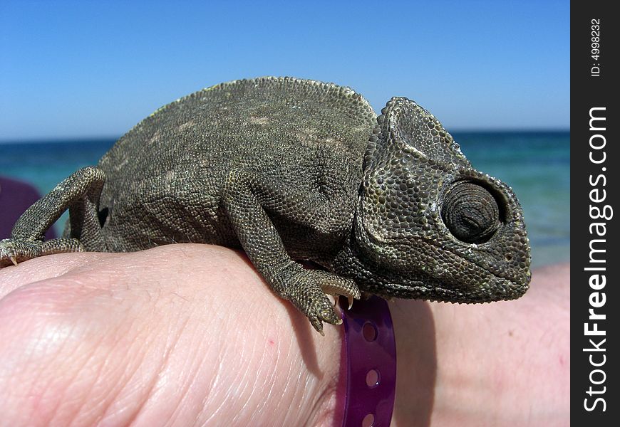 Photo of chameleon on tourists hand whilst walking along the beach. Photo of chameleon on tourists hand whilst walking along the beach