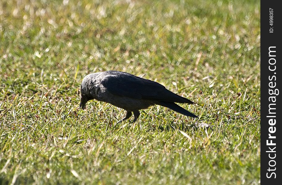 Photo of feeding rook on fresh grass