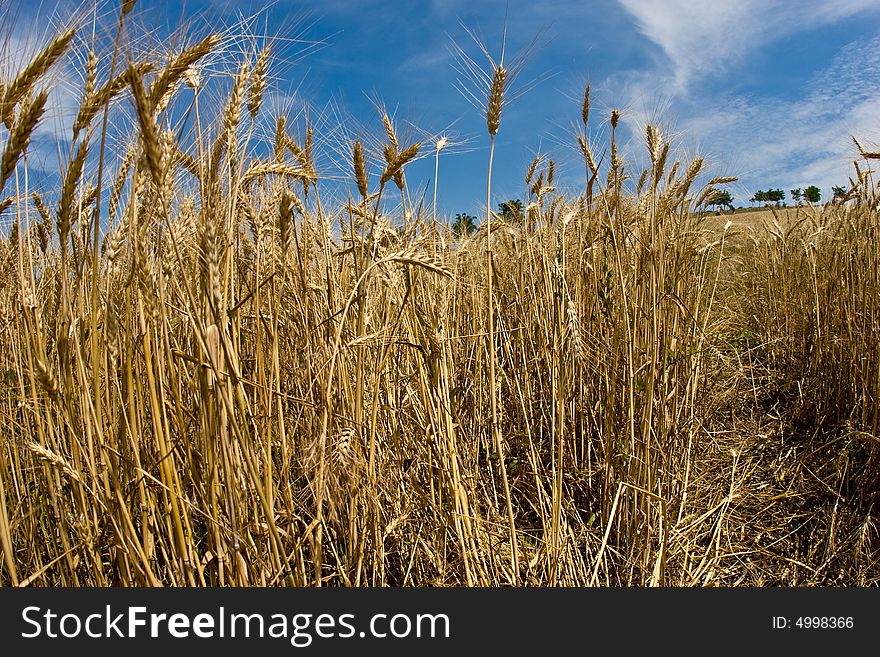 Farming series: yellow field with ripe wheat. Farming series: yellow field with ripe wheat
