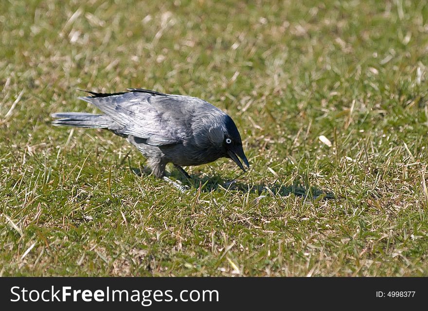 Photo of feeding rook on fresh grass