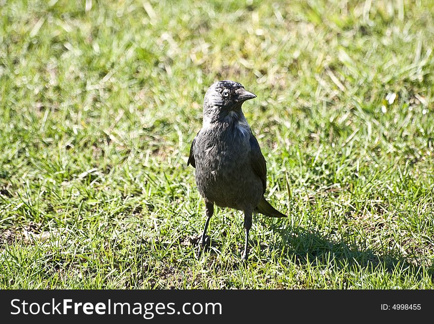 Photo of looking rook on fresh grass