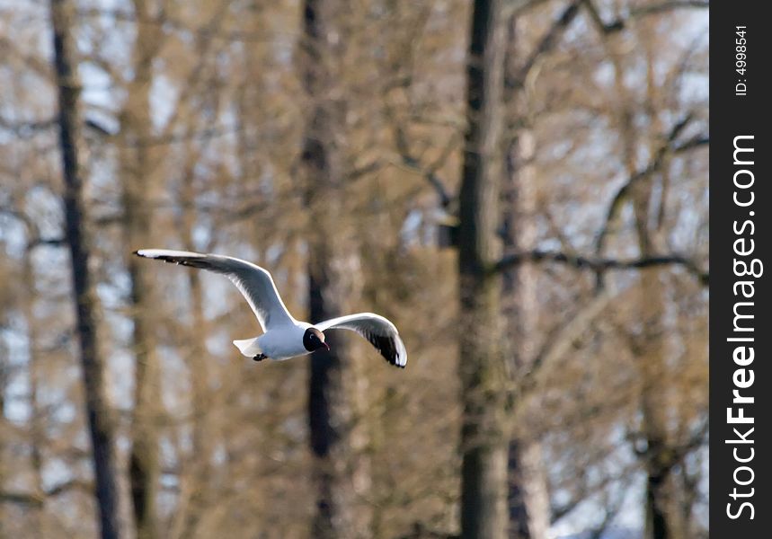 Photo of flying sea gull with forest background