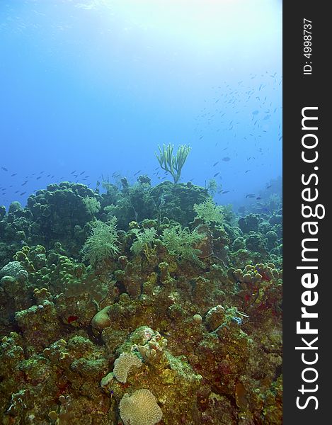 Colorful reef with variety of coral and sponges and area of blue caribbean water near grand cayman island