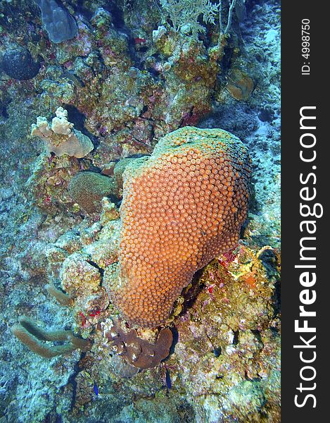 Great star coral and varieties of sponges on reef in caribbean sea near grand cayman island. Great star coral and varieties of sponges on reef in caribbean sea near grand cayman island