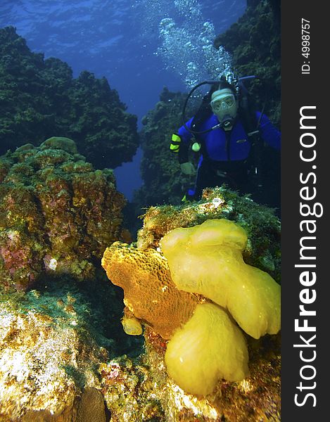 Single female scuba diver in purple wetsuit near coral reef in caribbean sea near grand cayman island. Single female scuba diver in purple wetsuit near coral reef in caribbean sea near grand cayman island