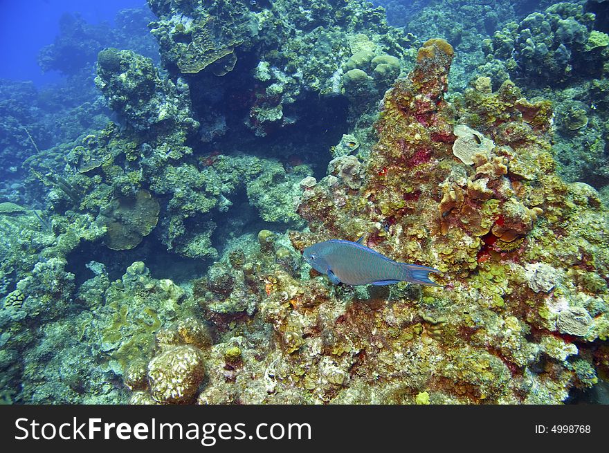 Parrotfish Above Coral Reef