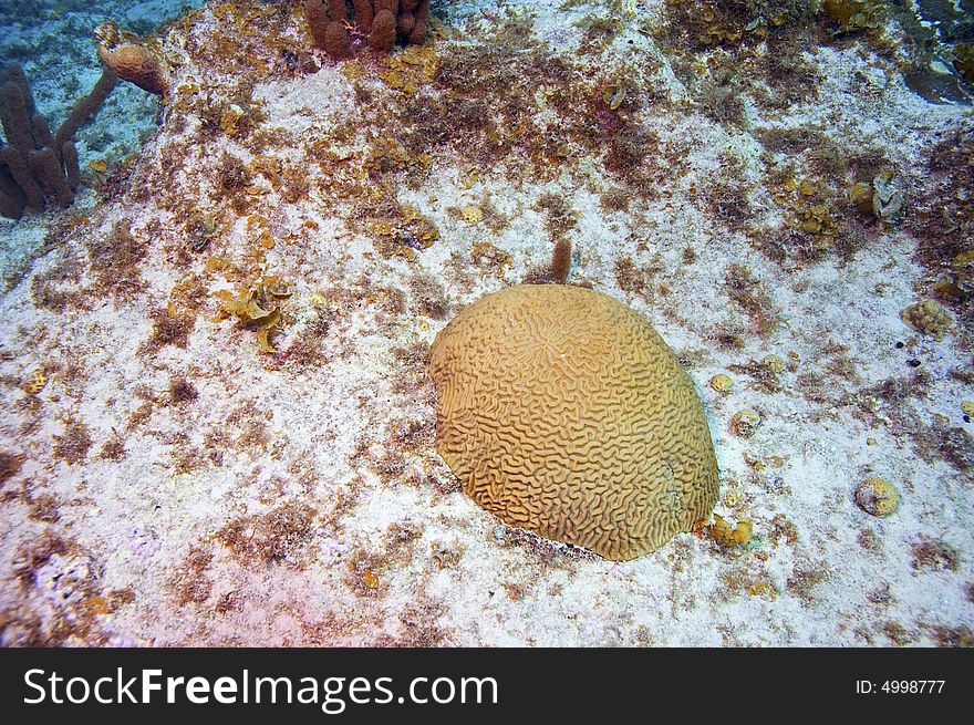 Mound of brain coral in sandy area in caribbean sea near grand cayman