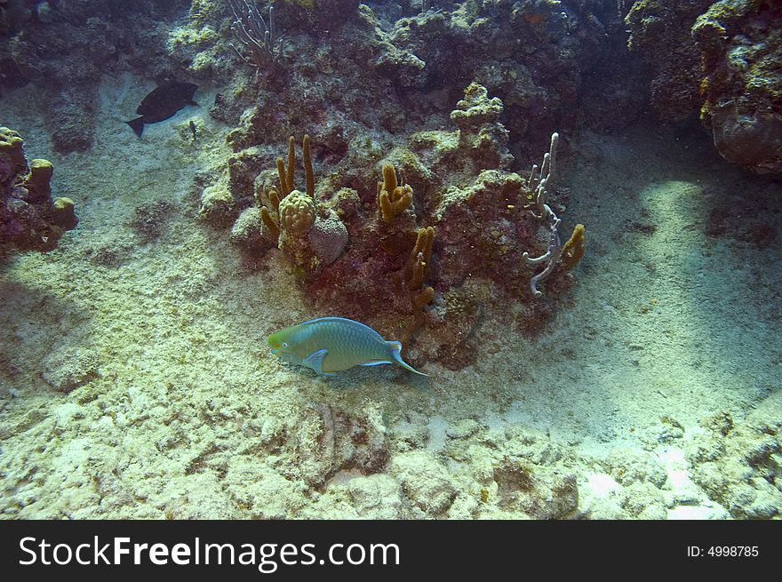 Parrotfish Near Coral Reef