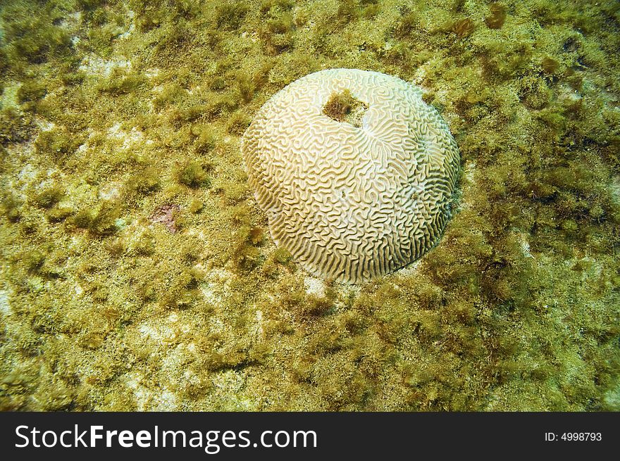 Mound of brain coral in sandy area in caribbean sea near grand cayman