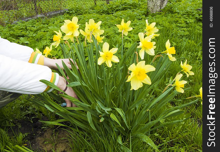 Clipping narcissuses in the garden. Clipping narcissuses in the garden