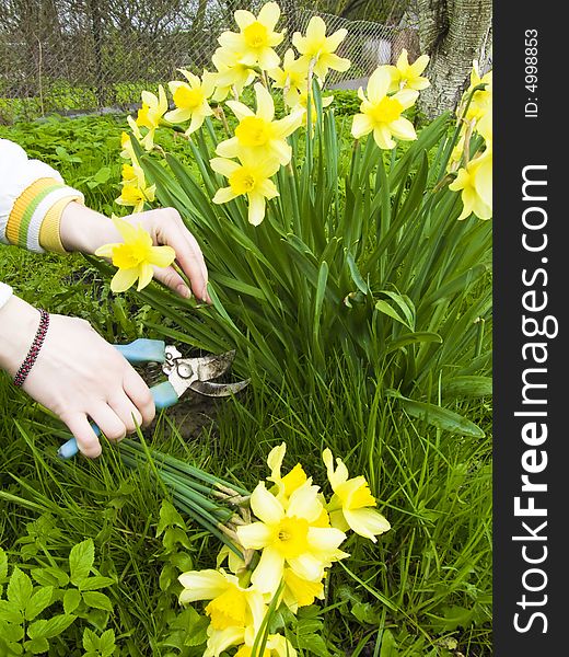 Clipping yellow narcissuses in the garden. Clipping yellow narcissuses in the garden