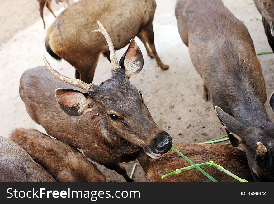 Group of brown deer feeding in captivity.